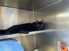 MOSIA, Katze, Europäisch Kurzhaar in Hamburg - Bild 4