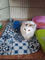 ANIKA, Katze, Europäische Langhaarkatze in Bulgarien - Bild 8