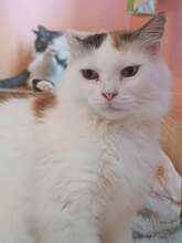 ANIKA, Katze, Europäische Langhaarkatze in Hildesheim