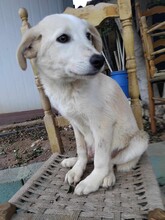 SNOWBALL, Hund, Mischlingshund in Griechenland - Bild 5