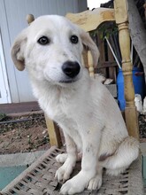 SNOWBALL, Hund, Mischlingshund in Griechenland - Bild 6
