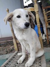 SNOWBALL, Hund, Mischlingshund in Griechenland - Bild 7