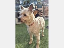 ROCKY, Hund, Schnauzer-Mix in Spanien - Bild 1