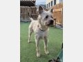 ROCKY, Hund, Schnauzer-Mix in Spanien - Bild 2
