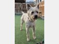 ROCKY, Hund, Schnauzer-Mix in Spanien - Bild 3