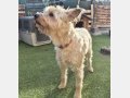 ROCKY, Hund, Schnauzer-Mix in Spanien - Bild 4