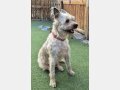 ROCKY, Hund, Schnauzer-Mix in Spanien - Bild 5