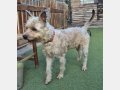 ROCKY, Hund, Schnauzer-Mix in Spanien - Bild 6