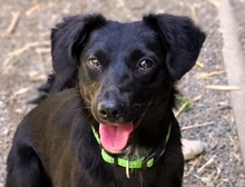 MIA, Hund, Mischlingshund in Gefrees - Bild 1