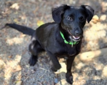 MIA, Hund, Mischlingshund in Gefrees - Bild 10
