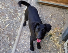 MIA, Hund, Mischlingshund in Gefrees - Bild 2