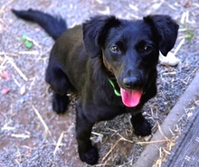 MIA, Hund, Mischlingshund in Gefrees - Bild 3