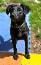MIA, Hund, Mischlingshund in Gefrees - Bild 5