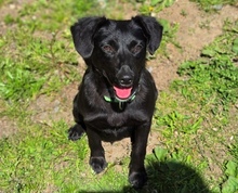 MIA, Hund, Mischlingshund in Gefrees - Bild 6