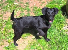 MIA, Hund, Mischlingshund in Gefrees - Bild 7
