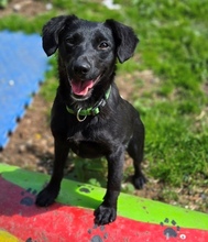 MIA, Hund, Mischlingshund in Gefrees - Bild 8