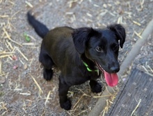 MIA, Hund, Mischlingshund in Gefrees - Bild 9