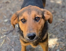 LINA, Hund, Mischlingshund in Gefrees - Bild 1