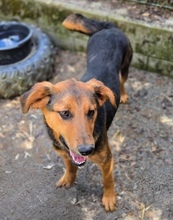 LINA, Hund, Mischlingshund in Gefrees - Bild 10