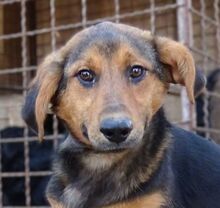 LINA, Hund, Mischlingshund in Gefrees - Bild 11