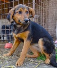 LINA, Hund, Mischlingshund in Gefrees - Bild 12