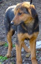 LINA, Hund, Mischlingshund in Gefrees - Bild 14