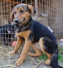 LINA, Hund, Mischlingshund in Gefrees - Bild 15