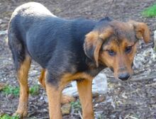 LINA, Hund, Mischlingshund in Gefrees - Bild 16