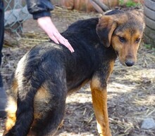 LINA, Hund, Mischlingshund in Gefrees - Bild 17