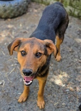LINA, Hund, Mischlingshund in Gefrees - Bild 2