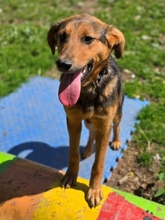 LINA, Hund, Mischlingshund in Gefrees - Bild 3