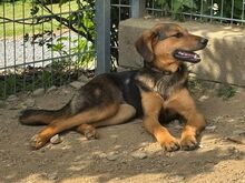 LINA, Hund, Mischlingshund in Gefrees - Bild 4