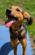 LINA, Hund, Mischlingshund in Gefrees - Bild 6