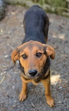 LINA, Hund, Mischlingshund in Gefrees - Bild 7