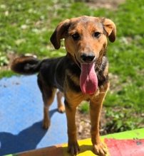 LINA, Hund, Mischlingshund in Gefrees - Bild 8