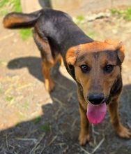 LINA, Hund, Mischlingshund in Gefrees - Bild 9