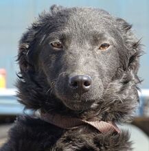 DAISY2, Hund, Mischlingshund in Witzenhausen - Bild 1