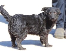 DAISY2, Hund, Mischlingshund in Witzenhausen - Bild 2