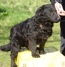 DAISY2, Hund, Mischlingshund in Witzenhausen - Bild 4