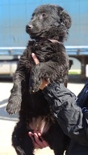 DAISY2, Hund, Mischlingshund in Witzenhausen - Bild 5