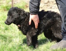 DAISY2, Hund, Mischlingshund in Witzenhausen - Bild 6