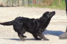 DAISY2, Hund, Mischlingshund in Witzenhausen - Bild 7