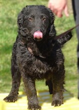 DAISY2, Hund, Mischlingshund in Witzenhausen - Bild 8