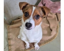 CLARISSANOELLE, Hund, Mischlingshund in Hannover - Bild 1