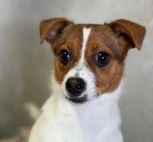 CLARISSANOELLE, Hund, Mischlingshund in Hannover - Bild 2