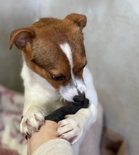 CLARISSANOELLE, Hund, Mischlingshund in Hannover - Bild 3