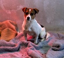 CLARISSANOELLE, Hund, Mischlingshund in Hannover - Bild 4
