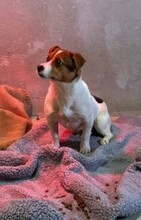 CLARISSANOELLE, Hund, Mischlingshund in Hannover - Bild 5