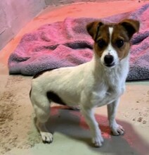 CLARISSANOELLE, Hund, Mischlingshund in Hannover - Bild 6