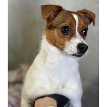 CLARISSANOELLE, Hund, Mischlingshund in Hannover - Bild 7